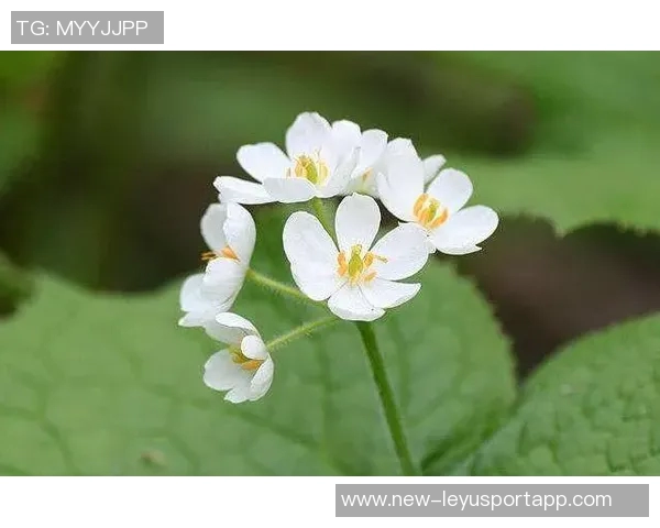 生活琐事与心灵感悟的碎碎念合集三十篇分享 生活琐事与心灵感悟的碎碎念合集三十篇分享